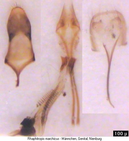 rhaphitropis_marchicus.jpg