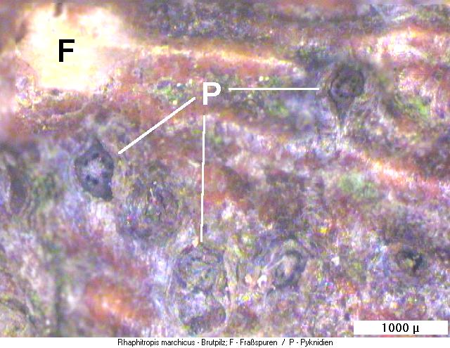 rhaphitropis_marchicus_pilz.jpg