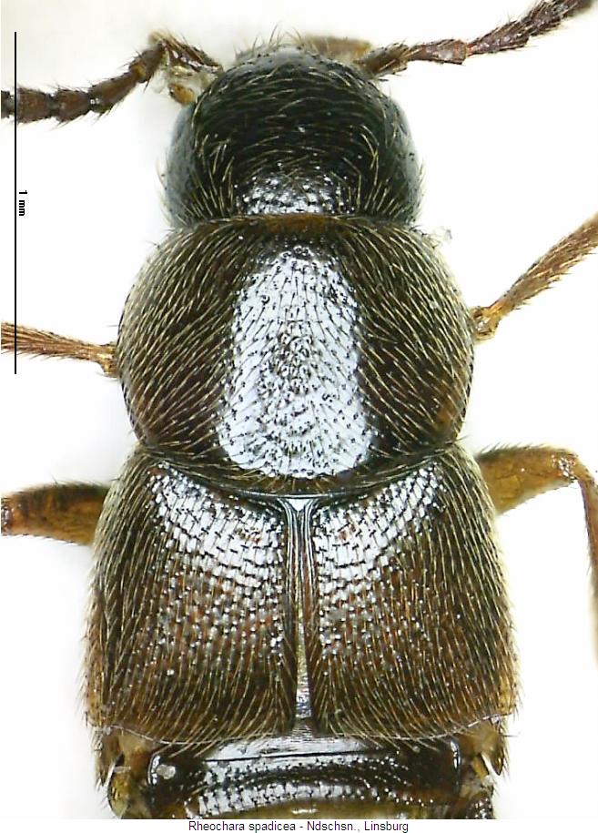 rheochara_spadicea_vk.jpg