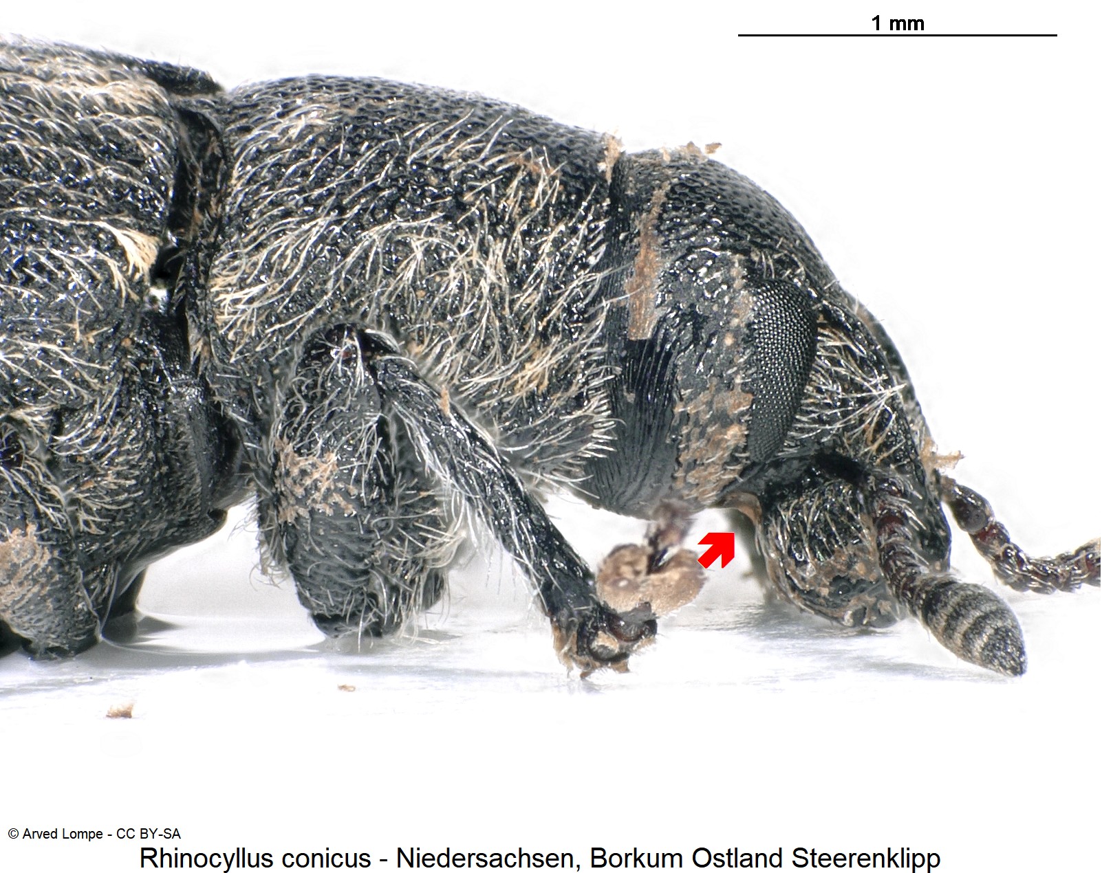 rhinocyllus_conicus_ck33137838_sa.jpg