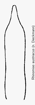 rhinomias_austriacus.gif