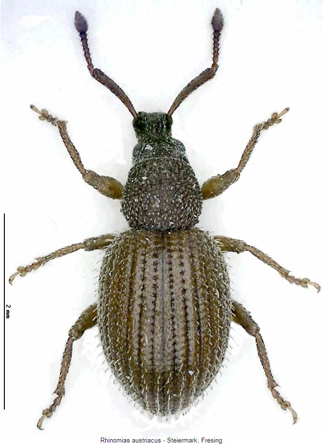 rhinomias_austriacus_hab.jpg