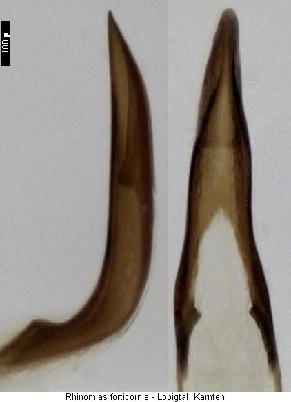 rhinomias_forticornis.jpg