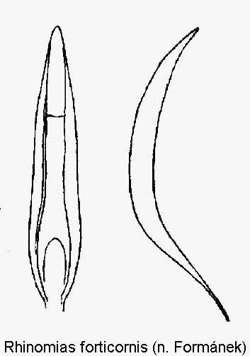 rhinomias_forticornis1.gif
