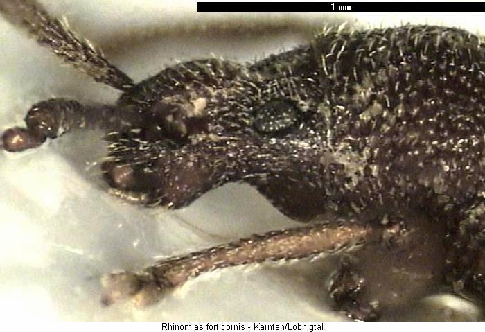 rhinomias_forticornis_vk.jpg