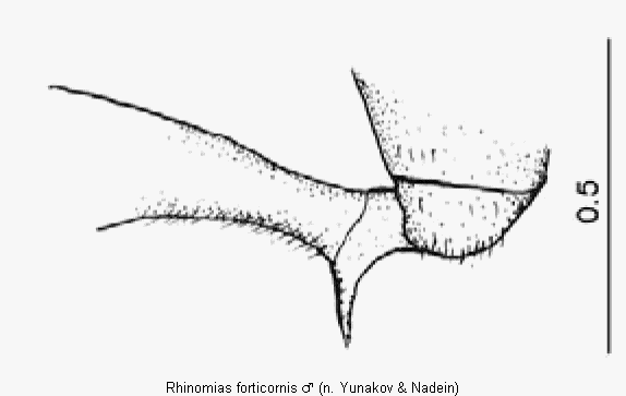 rhinomias_forticornis_vschl.gif