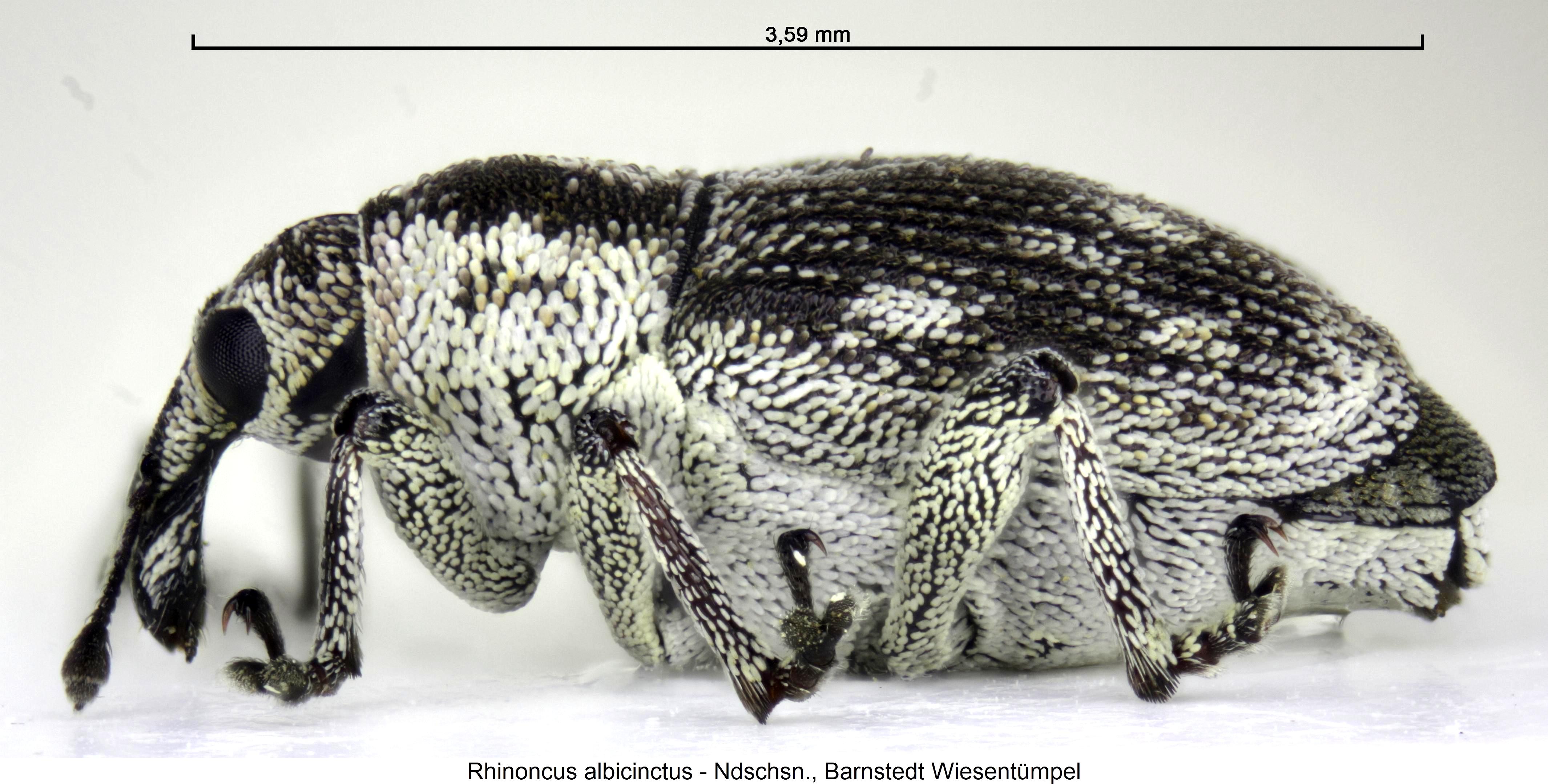 rhinoncus_albicinctus_sa.jpg