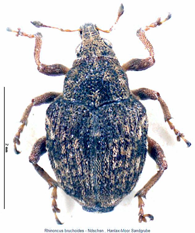 rhinoncus_bruchoides_hab.jpg