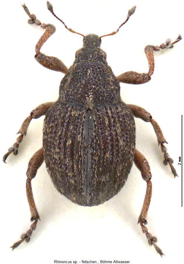 rhinoncus_inconspectus_hab.jpg