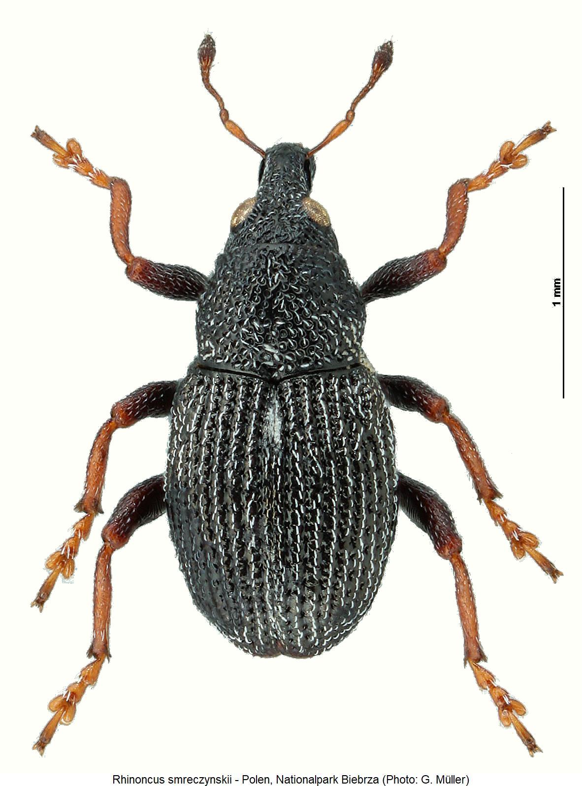 rhinoncus_smreczynskii_hab1.jpg