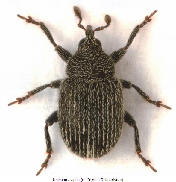 rhinusa_exigua_hab.jpg