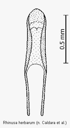 rhinusa_herbarum.gif