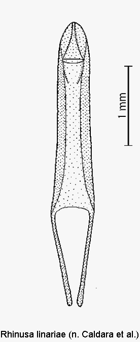rhinusa_linariae.gif