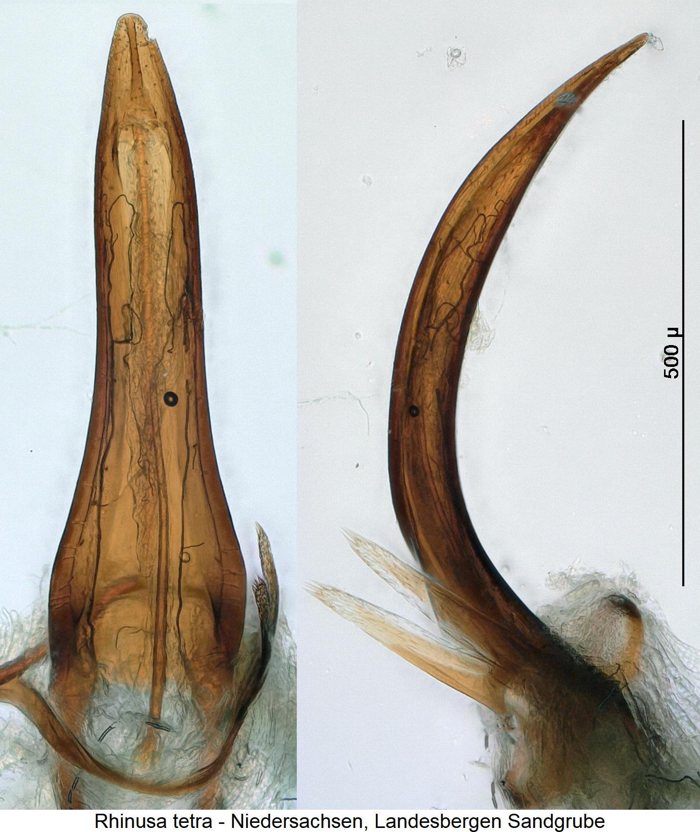 rhinusa_tetra.jpg