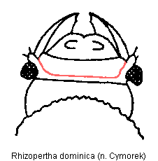 rhizopertha_dominica_k.gif