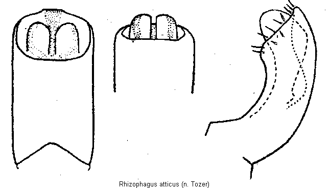 rhizophagus_atticus.gif