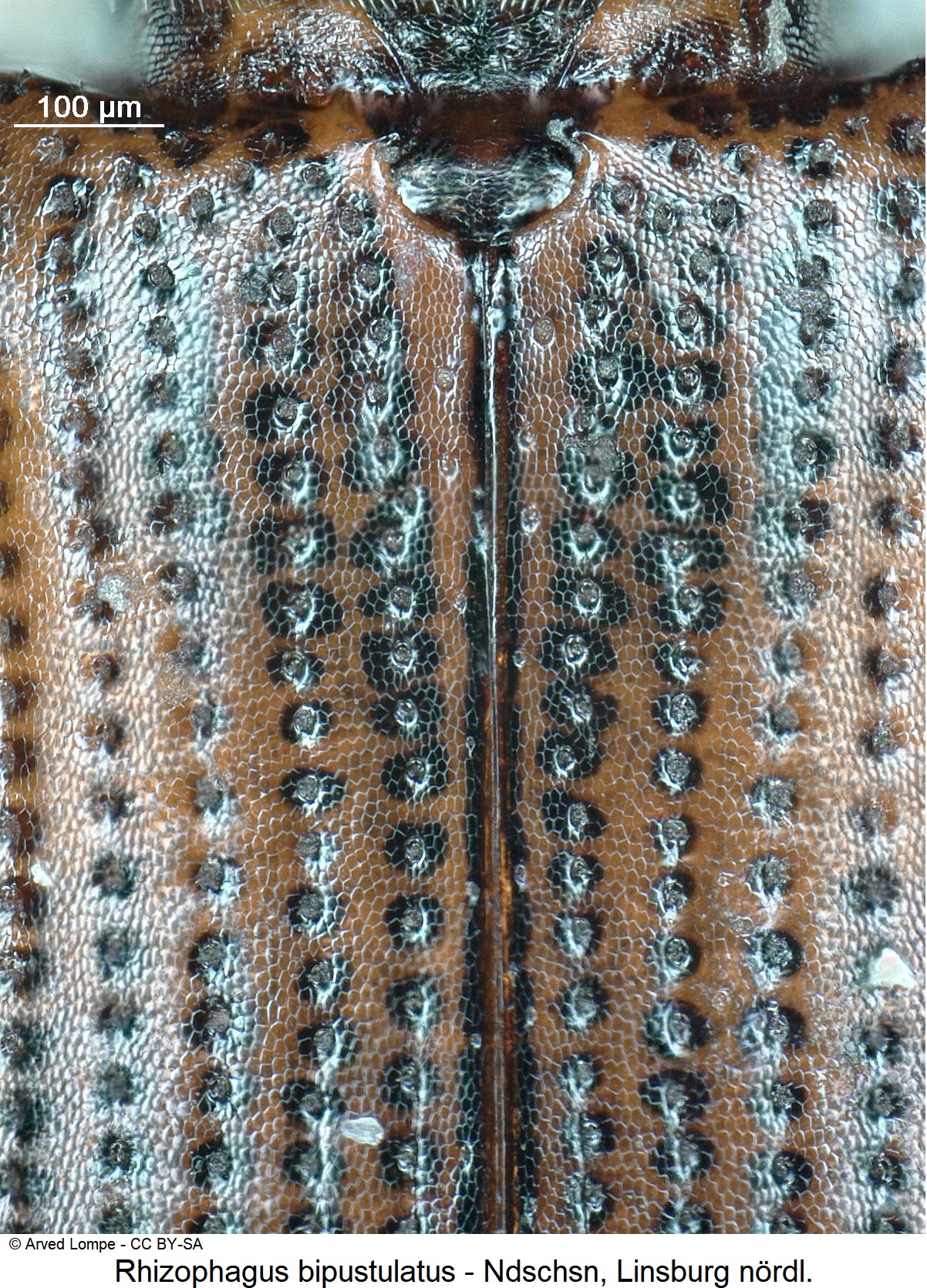 rhizophagus_bipustulatus_ck19619_hbr.jpg