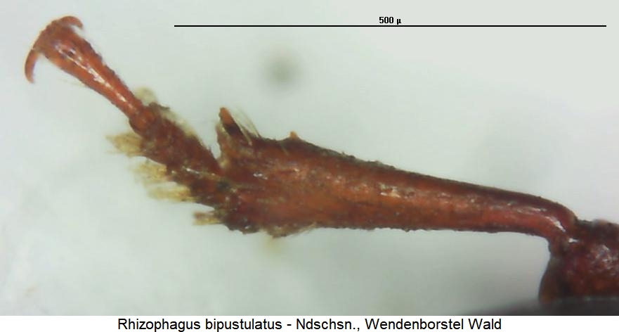 rhizophagus_bipustulatus_vschn.jpg