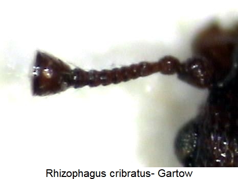 rhizophagus_cribratus_fhlr.jpg
