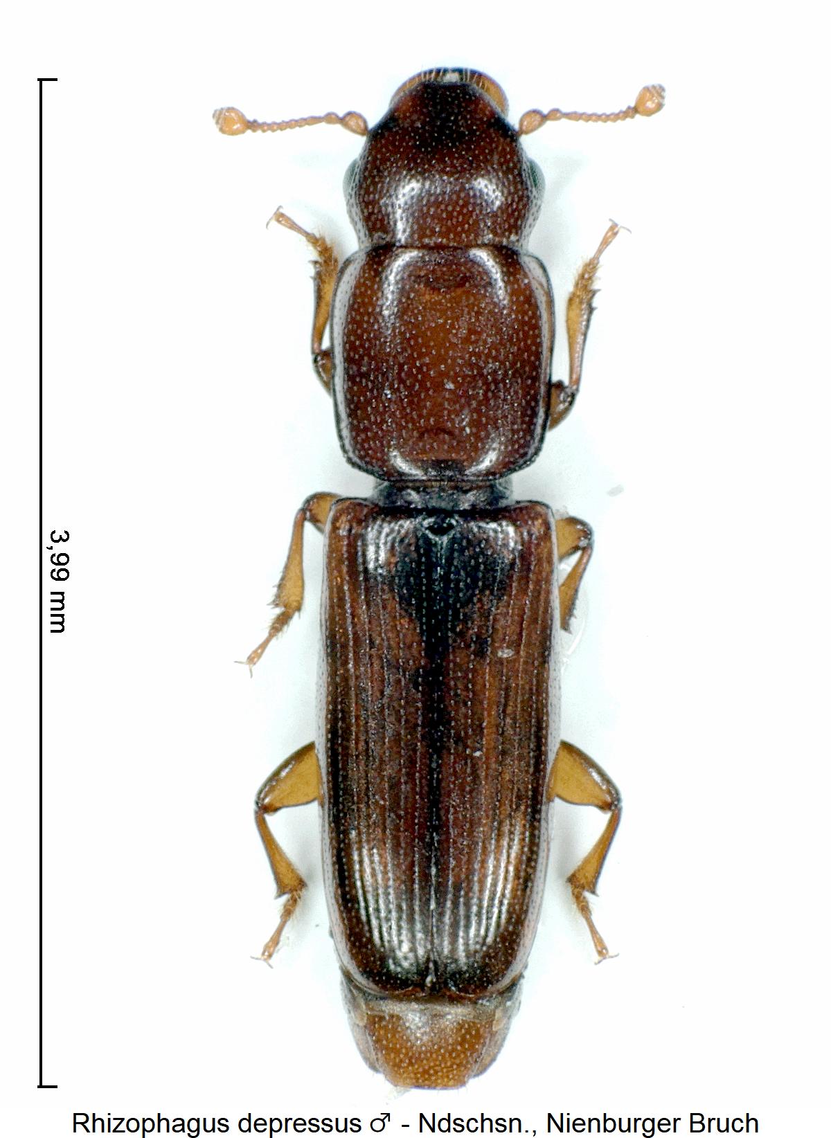 rhizophagus_depressus_m_hab.jpg