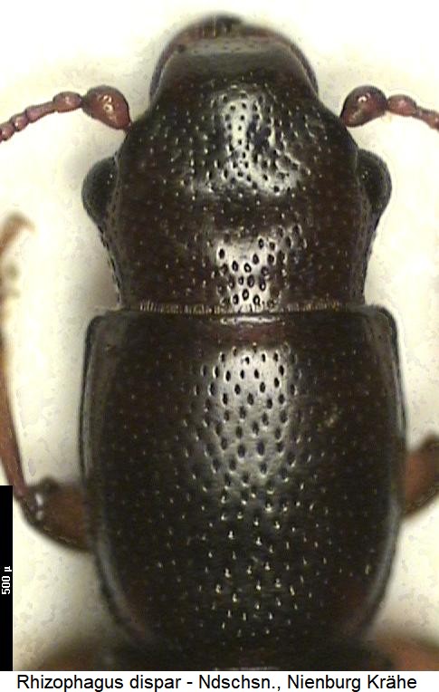 rhizophagus_dispar_vk.jpg
