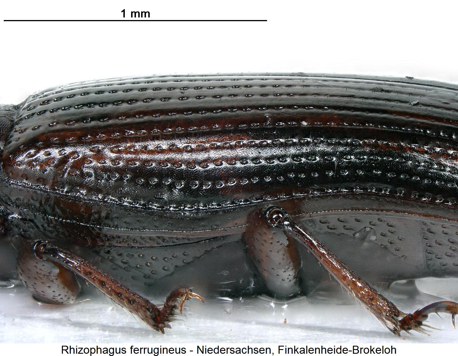 rhizophagus_ferrugineus_sa.jpg