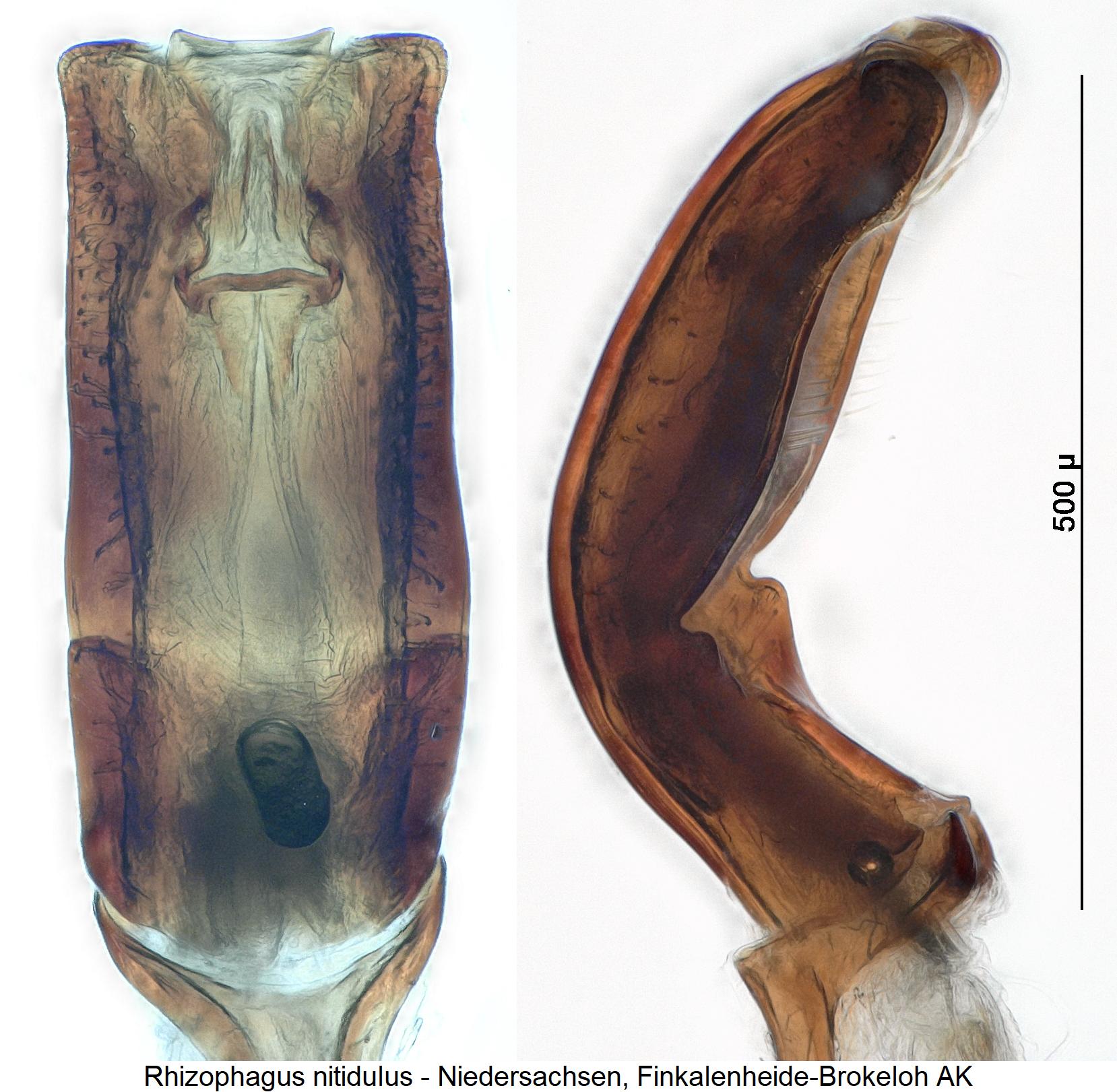 rhizophagus_nitidulus1.jpg