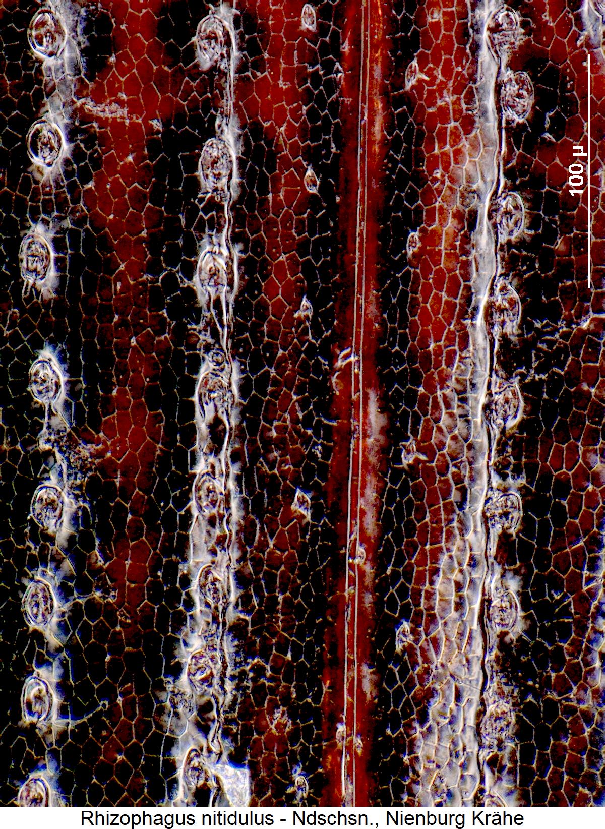 rhizophagus_nitidulus_fld1.jpg