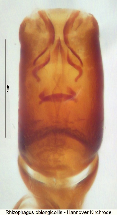 rhizophagus_oblongicollis.jpg