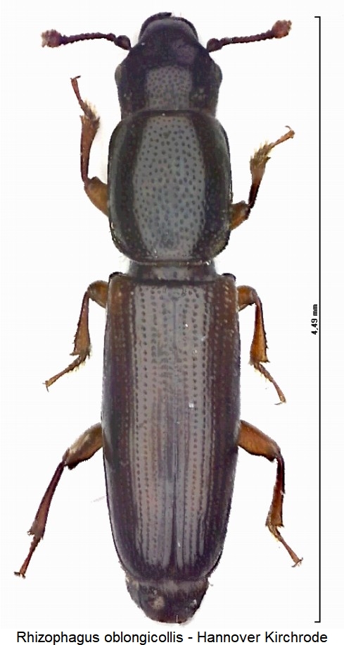 rhizophagus_oblongicollis_hab.jpg