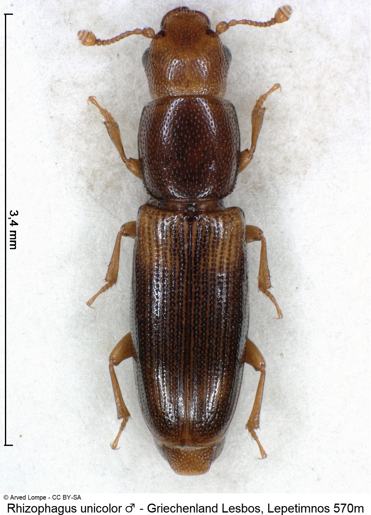 rhizophagus_unicolor_m_hab.jpg