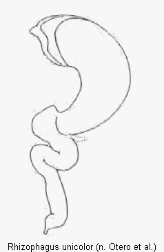 rhizophagus_unicolor_sperm.gif