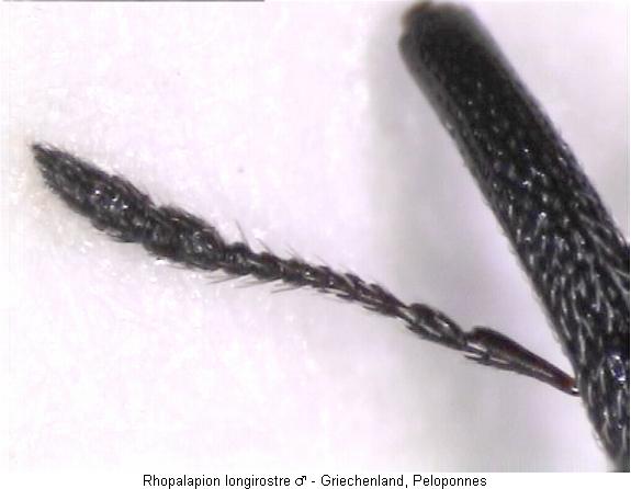 rhopalapion_longirostre_f.jpg