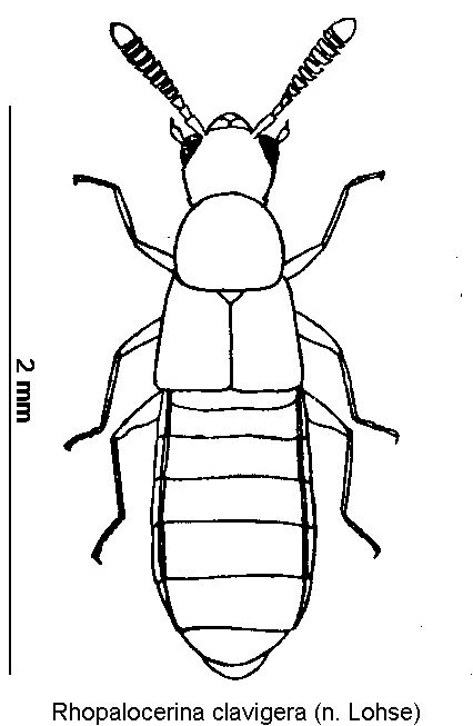 rhopalocerina_clavigera_hab.gif