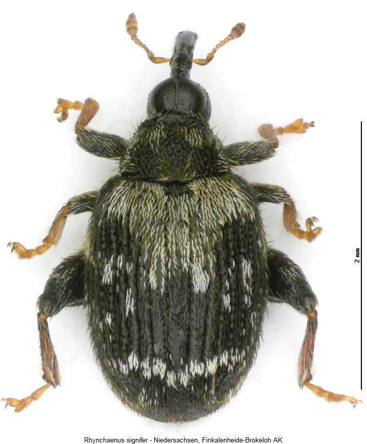 rhynchaenus_signifer_hab.jpg