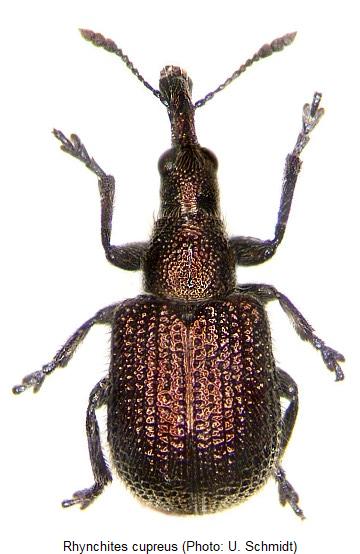 rhynchites_cupreus_hab.jpg