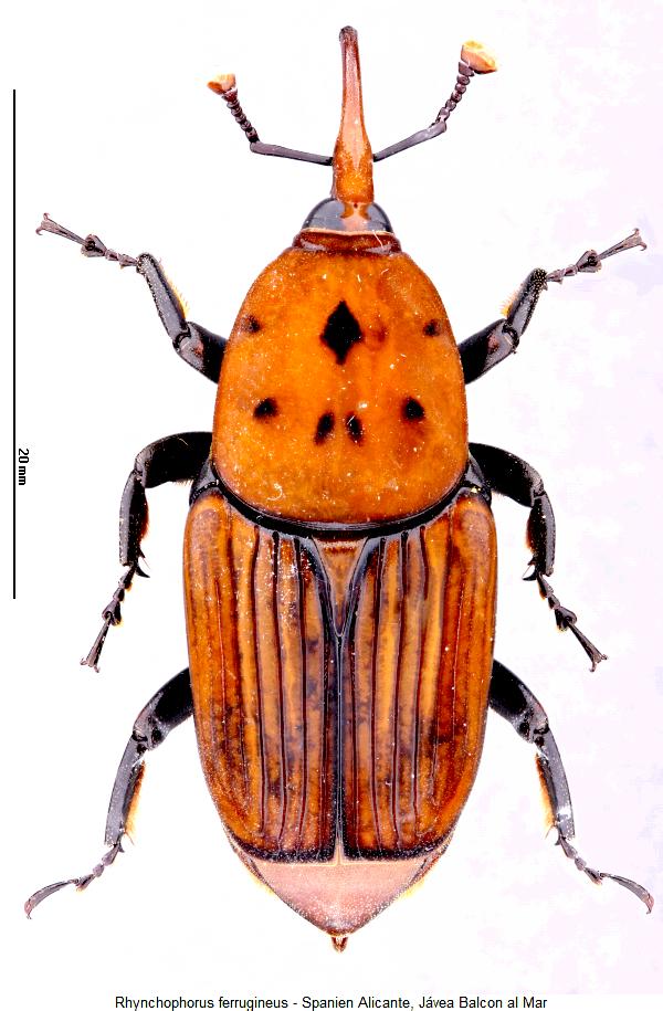rhynchophorus_ferrugineus_hab.jpg