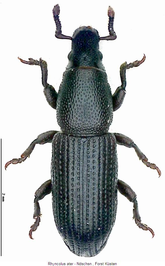 rhyncolus_ater_hab.jpg