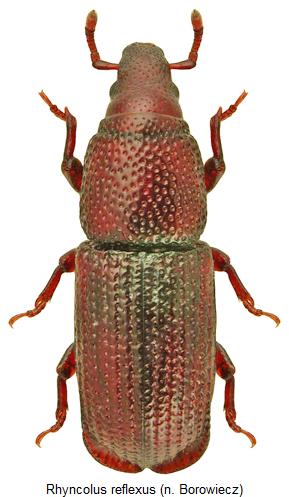 rhyncolus_reflexus_hab2.jpg