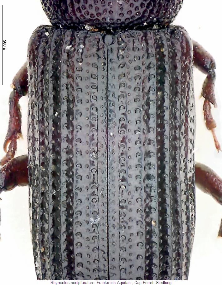 rhyncolus_sculpturatus_fld.jpg