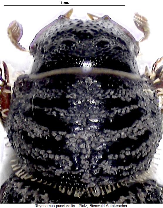 rhyssemus_puncticollis_vk.jpg