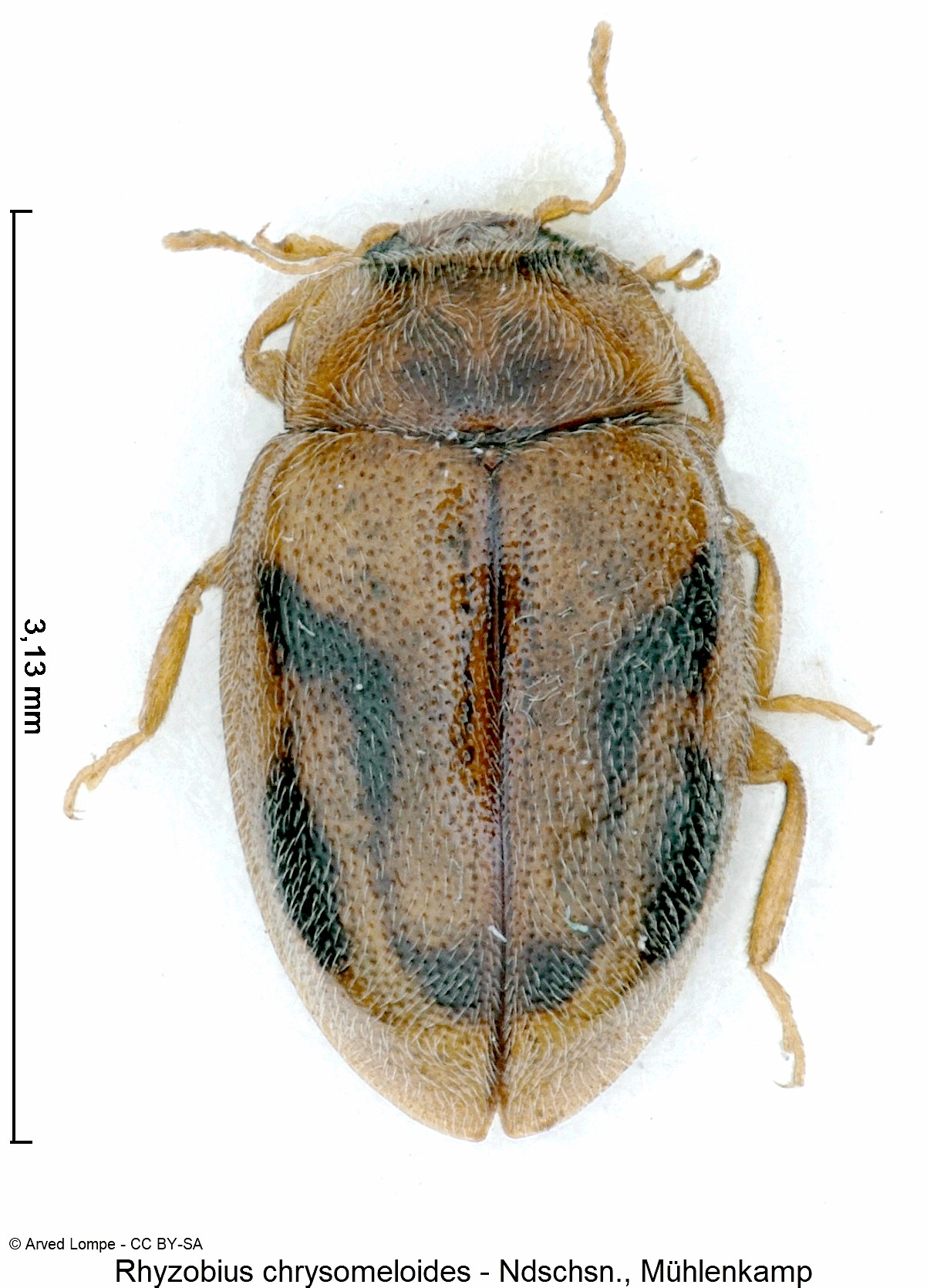 rhyzobius_chrysomeloides_ck8949_hab.jpg