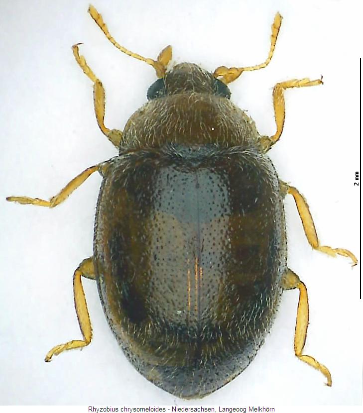 rhyzobius_chrysomeloides_hab.jpg