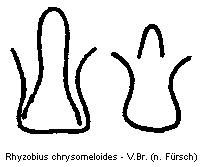rhyzobius_chrysomeloides_vbr.gif
