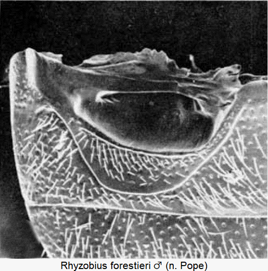 rhyzobius_forestieri_ster.gif