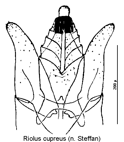 riolus_cupreus.gif