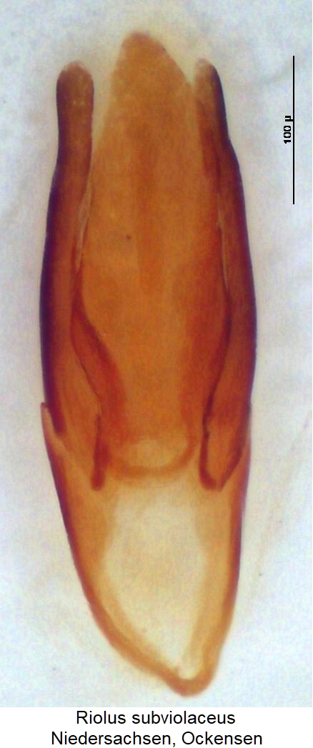 riolus_subviolaceus1.jpg