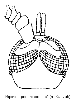 ripidius_pectinicornis_m_k.gif