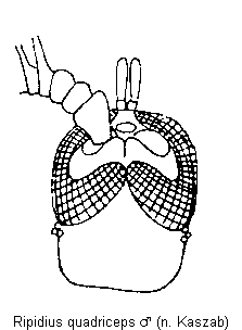 ripidius_quadriceps_m_k_aufsicht.gif
