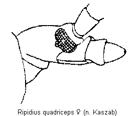ripidius_quadriceps_w_k.gif